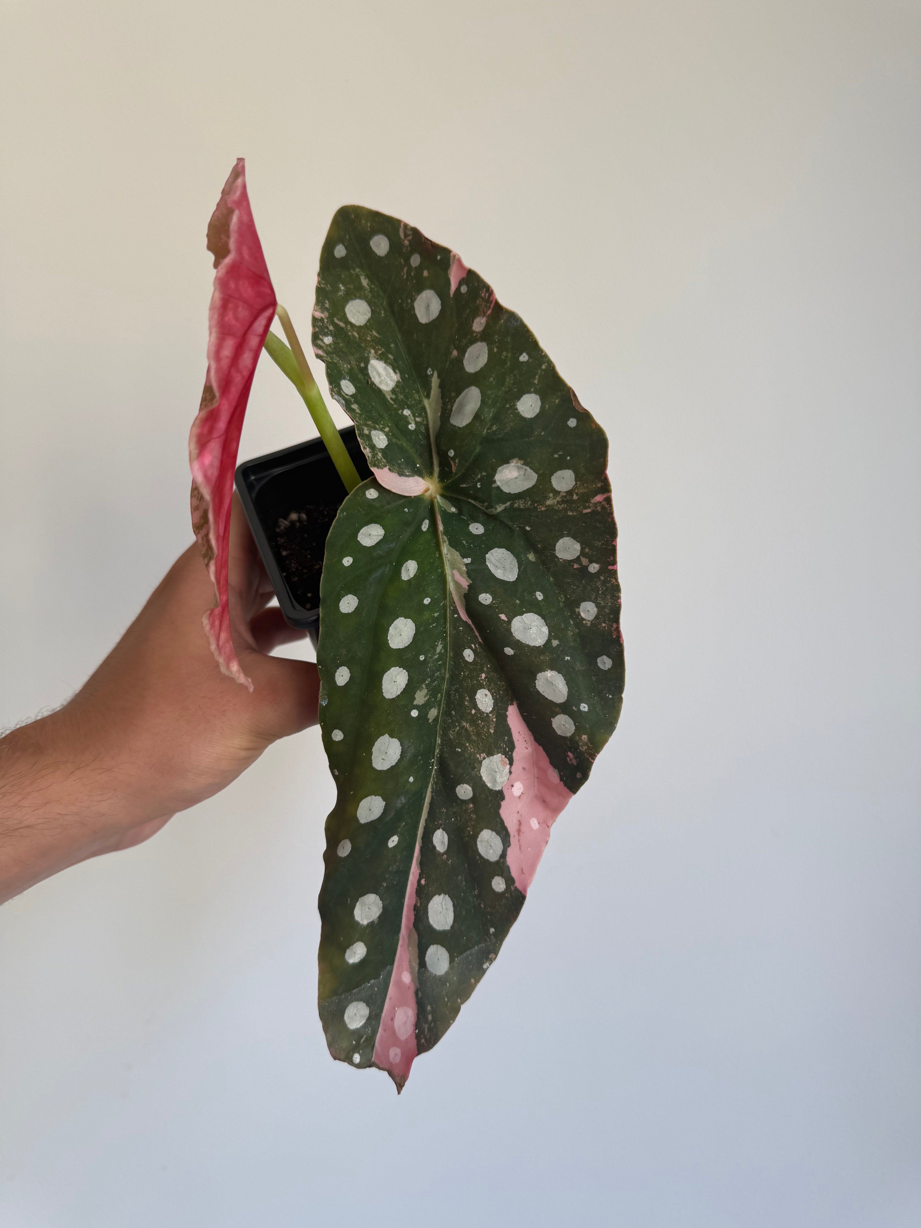 Begonia Maculata ‘pink’ #5
